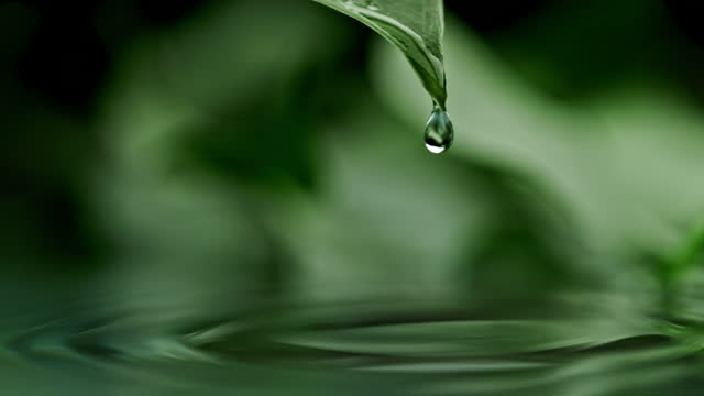 speed-ramp-raindrop-falling-from-leaf-rippling-green-water-surface.jpg